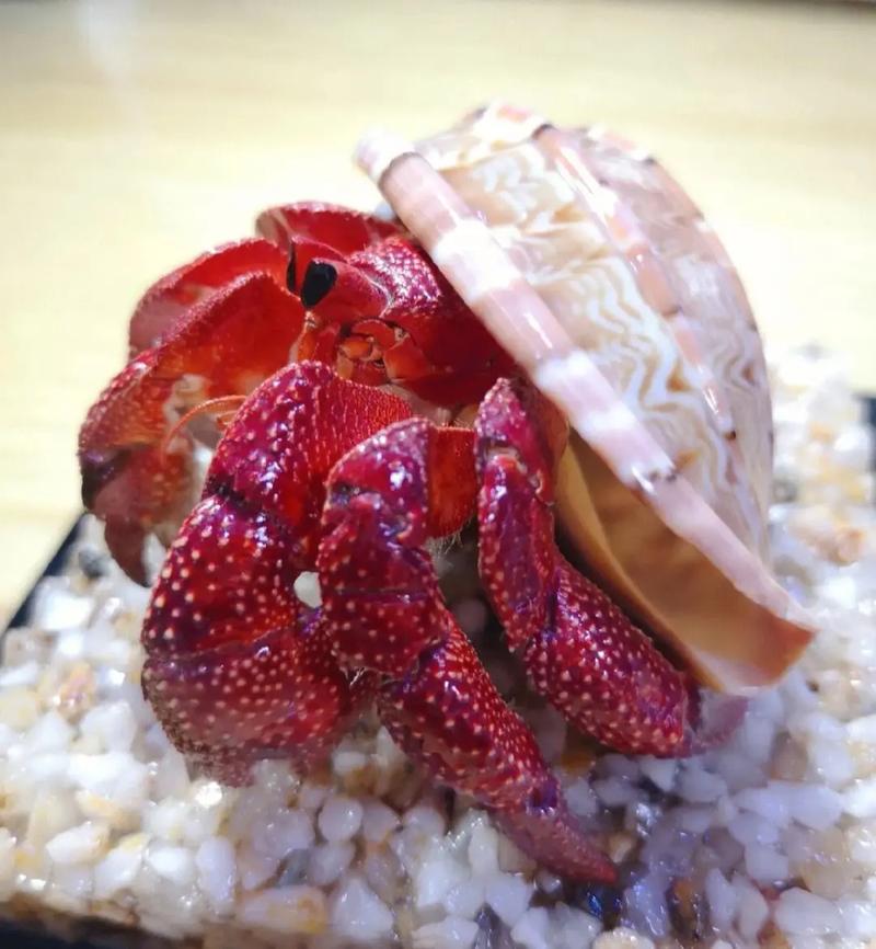 三明萌寵與特色表演租賃服務(wù) 打造難忘的娛樂(lè)體驗(yàn)